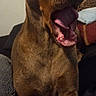 dog, brown_dog, yawning, open_mouth, large_nose, portrait, indoor, couch, sitting, pet, animal, short_hair, brown_fur, floppy_ears, front_view, closeup, home, blanket, sleepy, funny