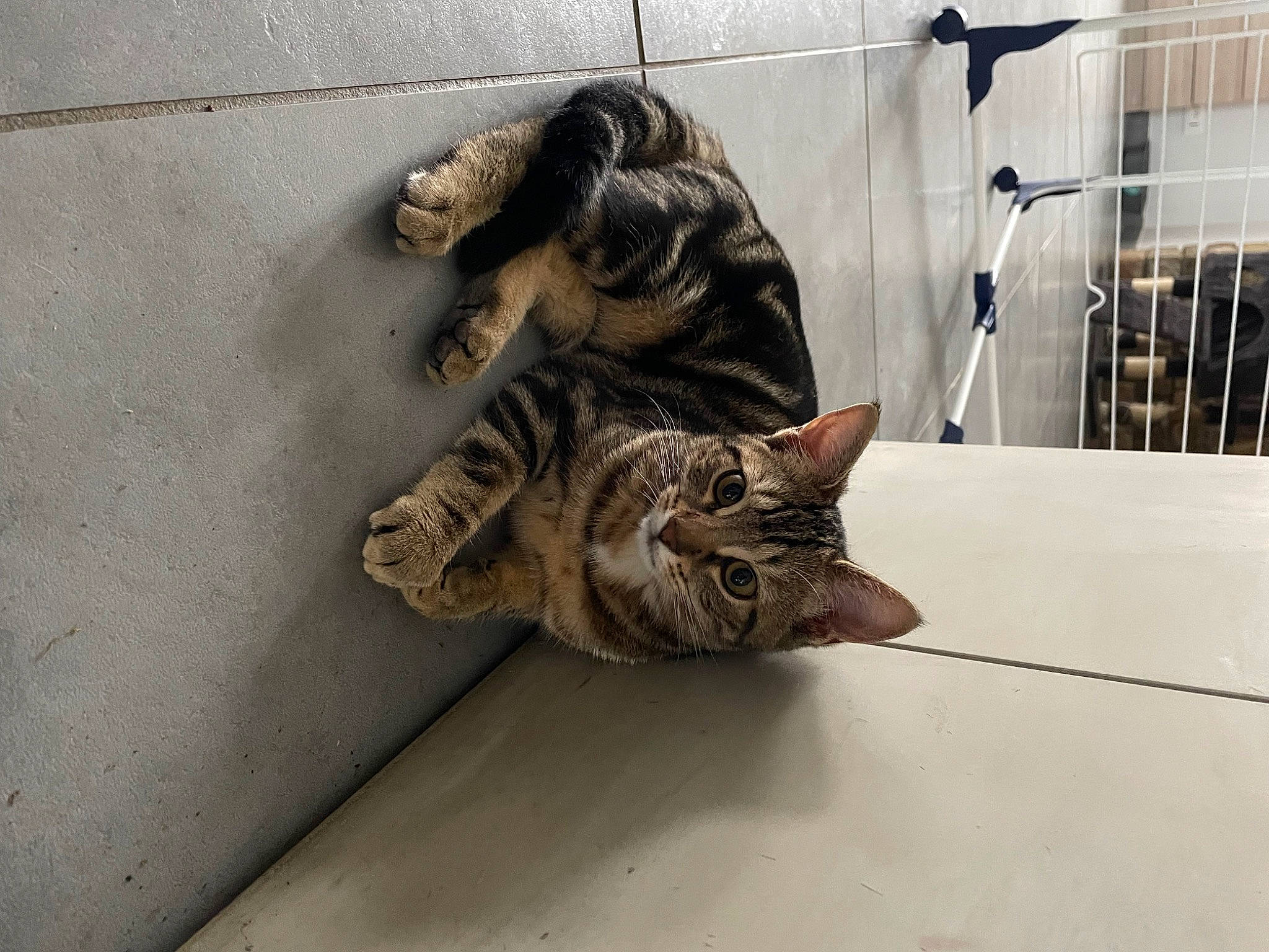 Suna participe au concours pour gagner de l'argent avec cette photo : carnivore, cat, comfort, domestic_short_haired_cat, door, felidae, floor, flooring, fur, grey, hardwood, metal, paw, small_to_medium_sized_cats, snout, tail, terrestrial_animal, whiskers, window, wood