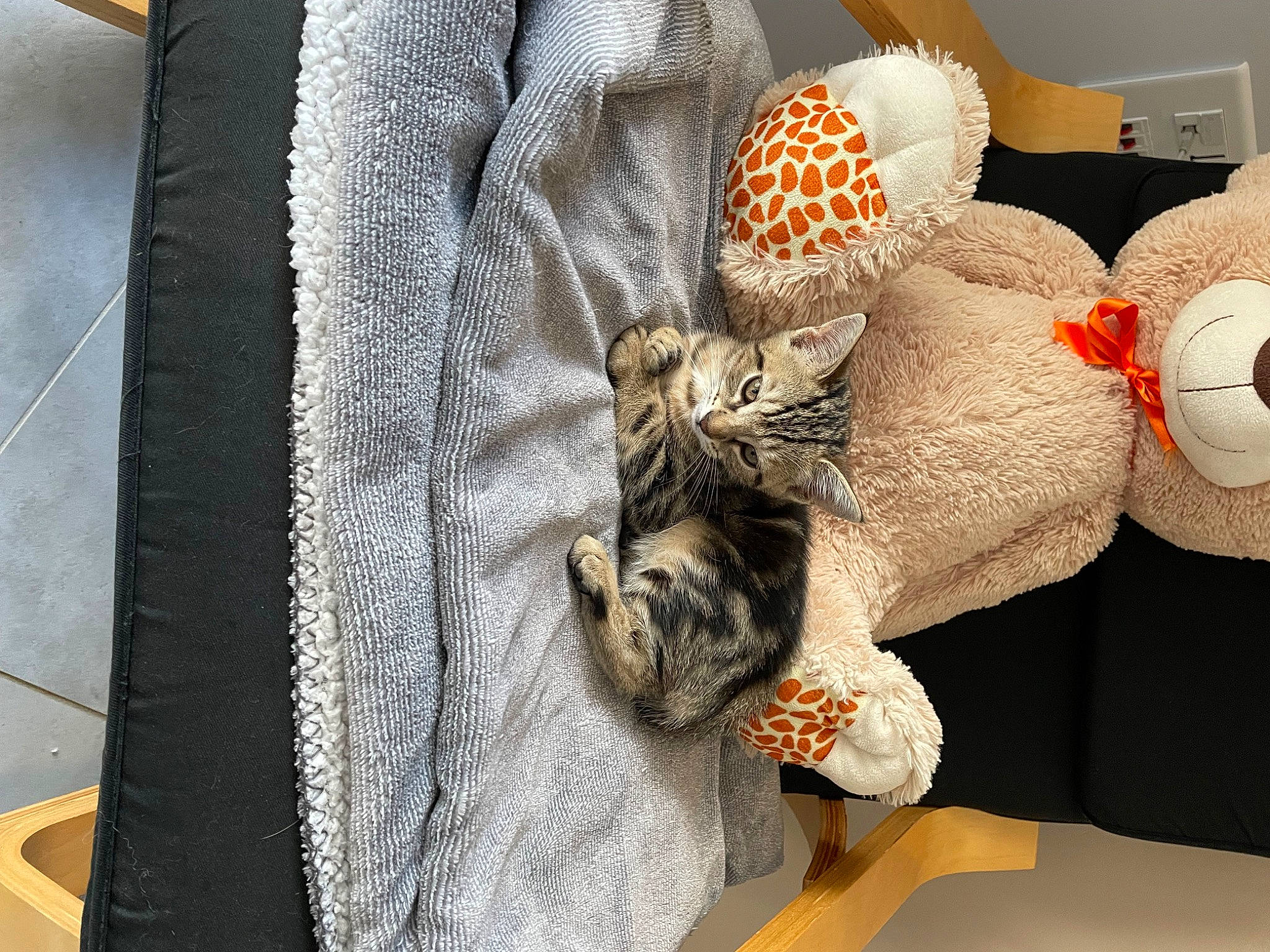 Suna a rejoint le concours — aidez-le/la à gagner de superbes lots ! cat, comfort, costume_hat, fashion_accessory, fawn, felidae, fur, grey, hat, linens, peach, room, small_to_medium_sized_cats, stuffed_toy, textile, thread, toy, whiskers, wood, wool