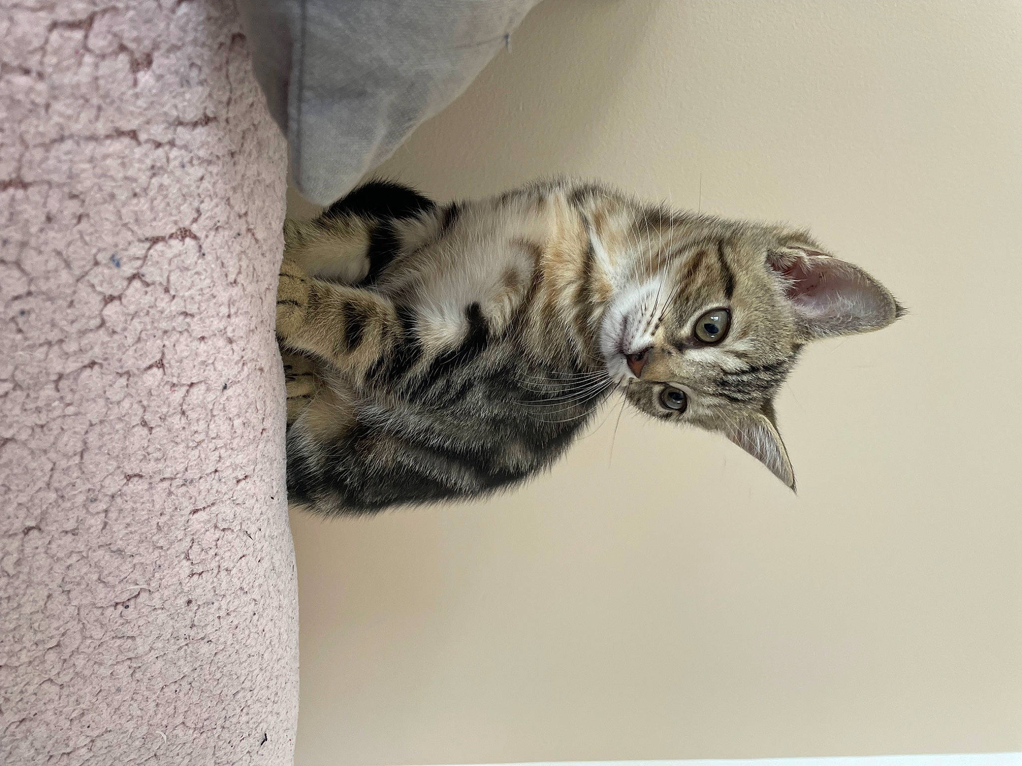 Suna participe au concours pour gagner de l'argent avec cette photo : carnivore, cat, domestic_short_haired_cat, felidae, fur, grey, paw, small_to_medium_sized_cats, snout, tail, terrestrial_animal, whiskers, wood