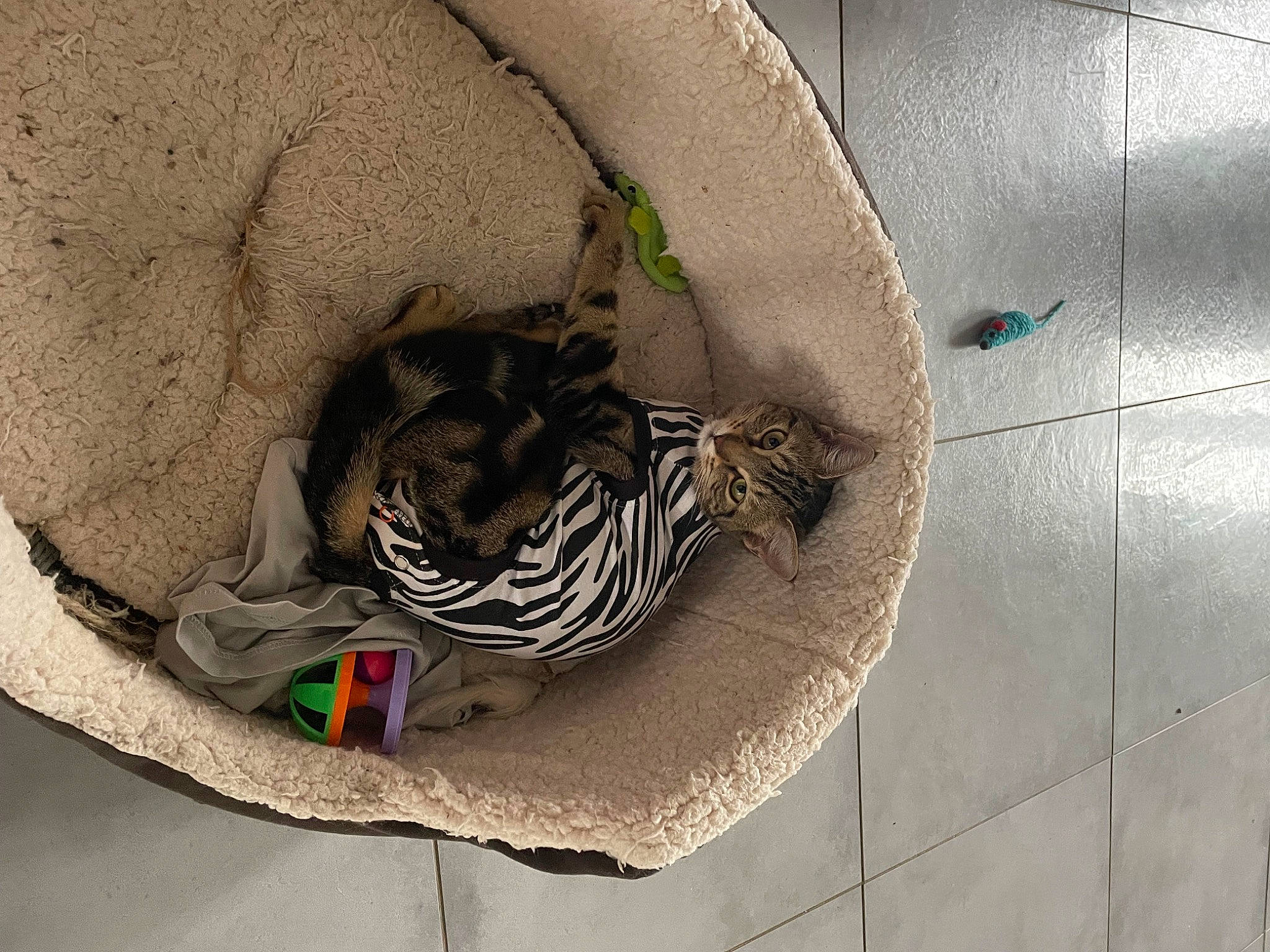 Suna participe au concours pour gagner de l'argent avec cette photo : carnivore, cat, circle, concrete, domestic_short_haired_cat, felidae, flooring, fur, grass, grey, pattern, road_surface, shadow, small_to_medium_sized_cats, tail, terrestrial_animal, visual_arts, whiskers, wildlife, wood