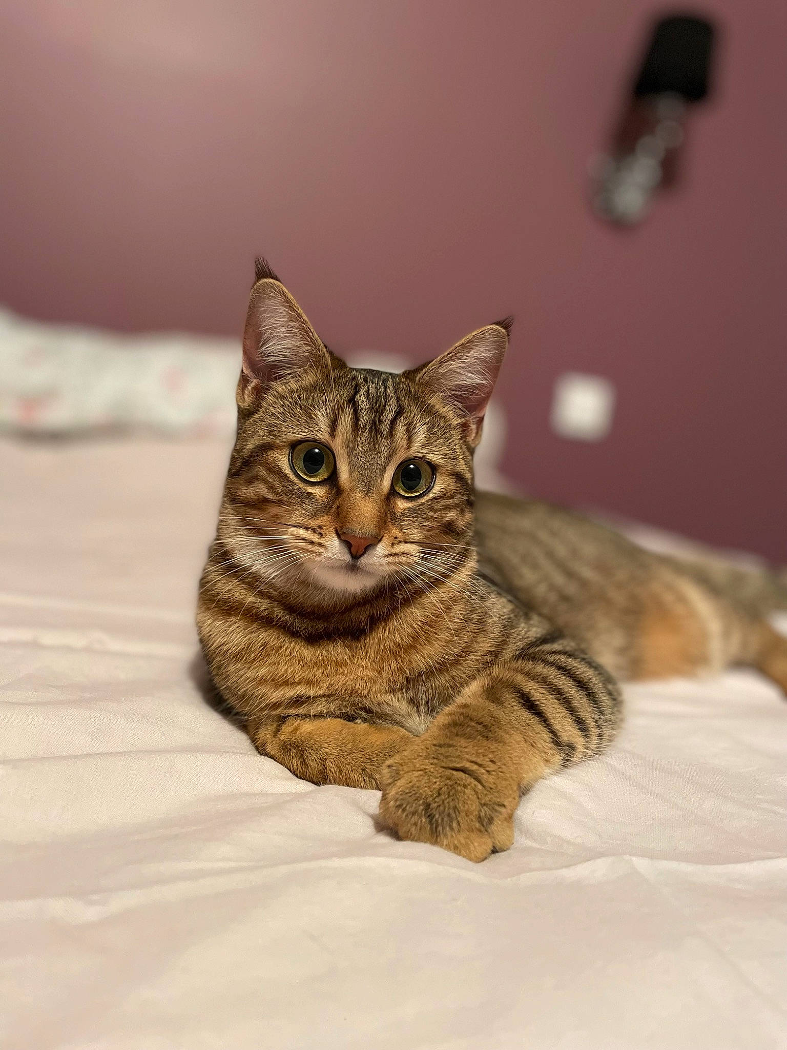 Goutte a rejoint le concours — aidez-le/la à gagner de superbes lots ! carnivore, cat, comfort, domestic_short_haired_cat, eye, felidae, fur, head, sitting, small_to_medium_sized_cats, snout, terrestrial_animal, whiskers, wildlife