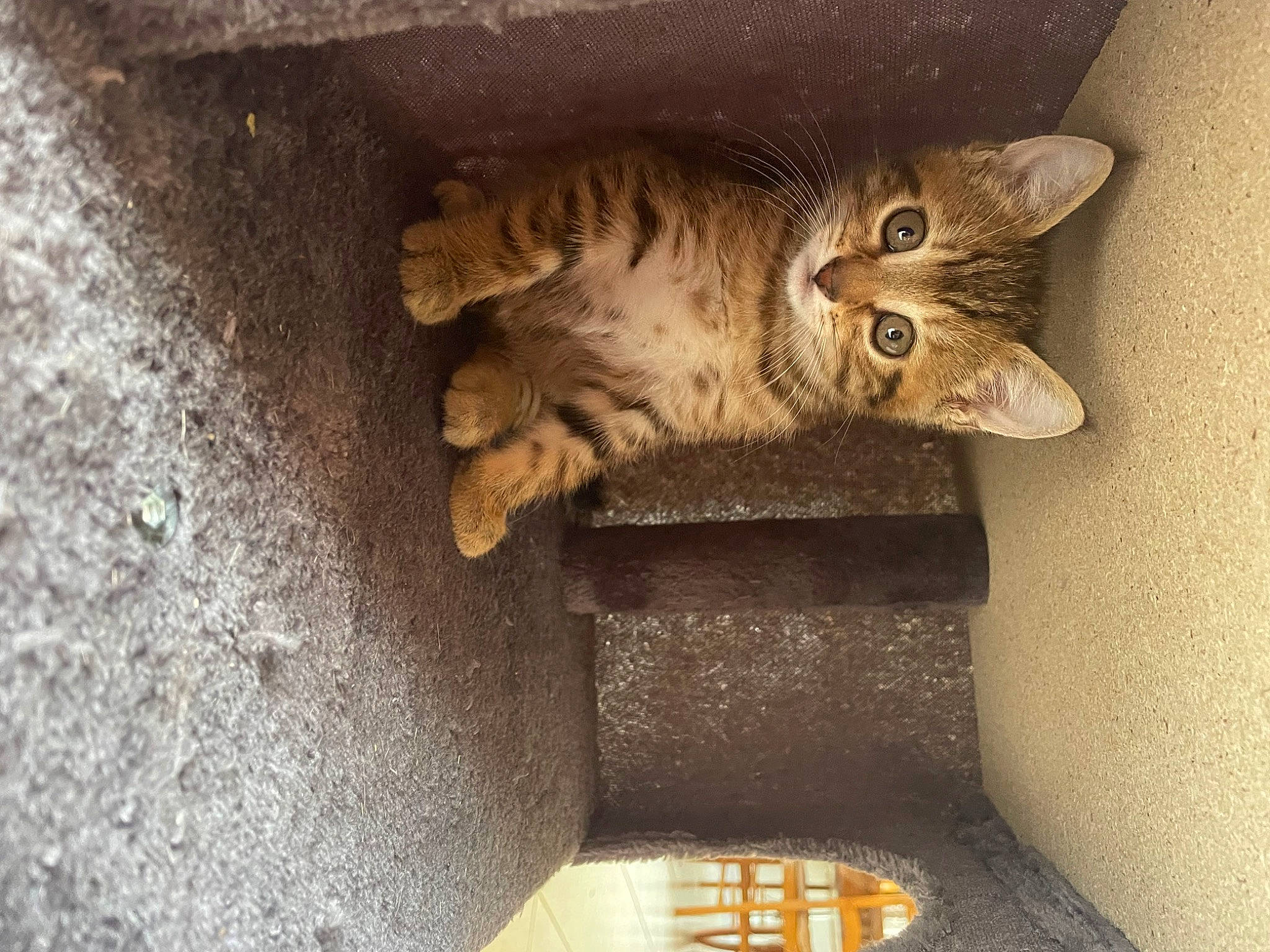 Goutte participe au concours pour gagner de l'argent avec cette photo : art, artifact, carnivore, carving, cat, domestic_short_haired_cat, felidae, fur, paw, sculpture, small_to_medium_sized_cats, snout, tail, terrestrial_animal, whiskers, wood