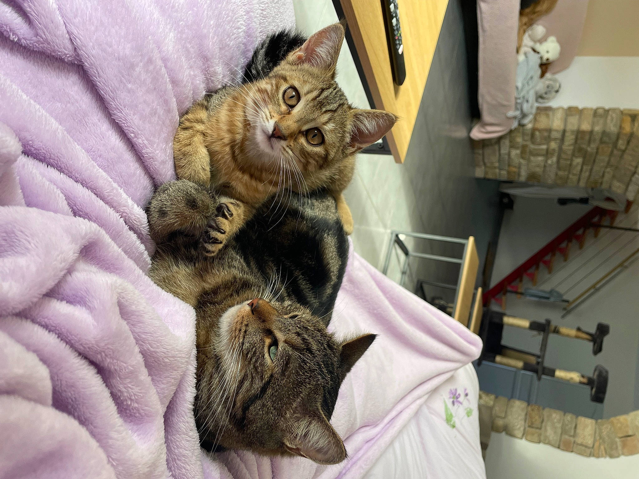 Goutte participe au concours pour gagner de l'argent avec cette photo : bag, carnivore, cat, claw, comfort, domestic_short_haired_cat, fawn, felidae, fur, linens, luggage_and_bags, nap, pattern, paw, room, shelf, small_to_medium_sized_cats, snout, tail, whiskers