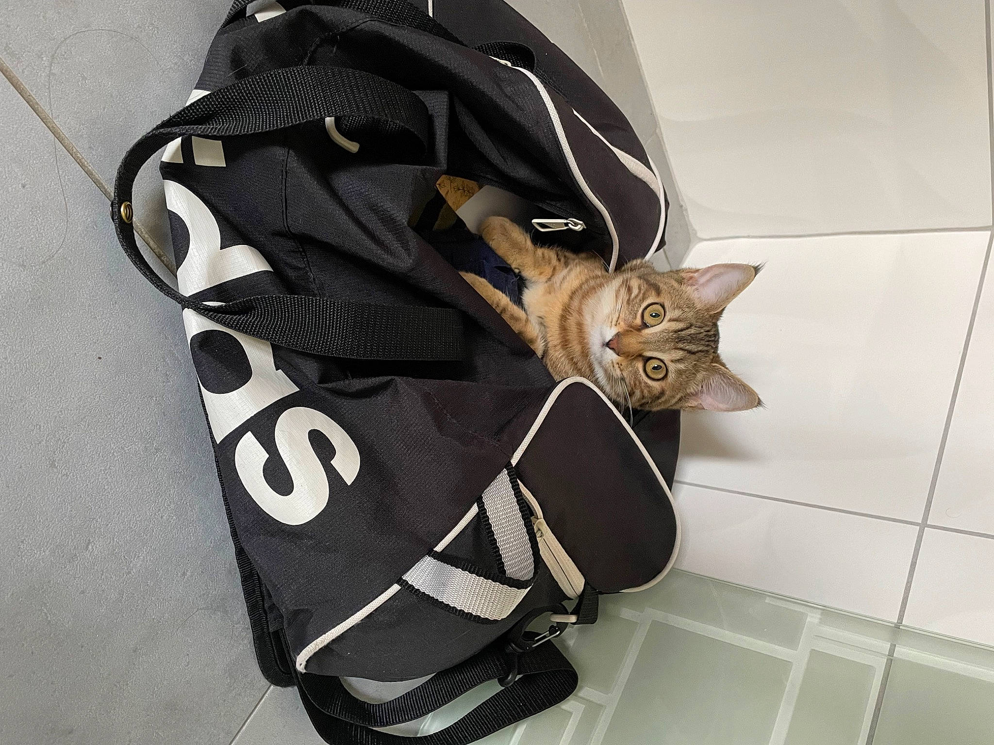 Goutte a rejoint le concours — aidez-le/la à gagner de superbes lots ! bag, baggage, carnivore, cat, domestic_short_haired_cat, everyday_carry, eyewear, fashion_accessory, felidae, font, luggage_and_bags, metal, pattern, personal_protective_equipment, shoulder_bag, sleeve, small_to_medium_sized_cats, strap, tail, whiskers