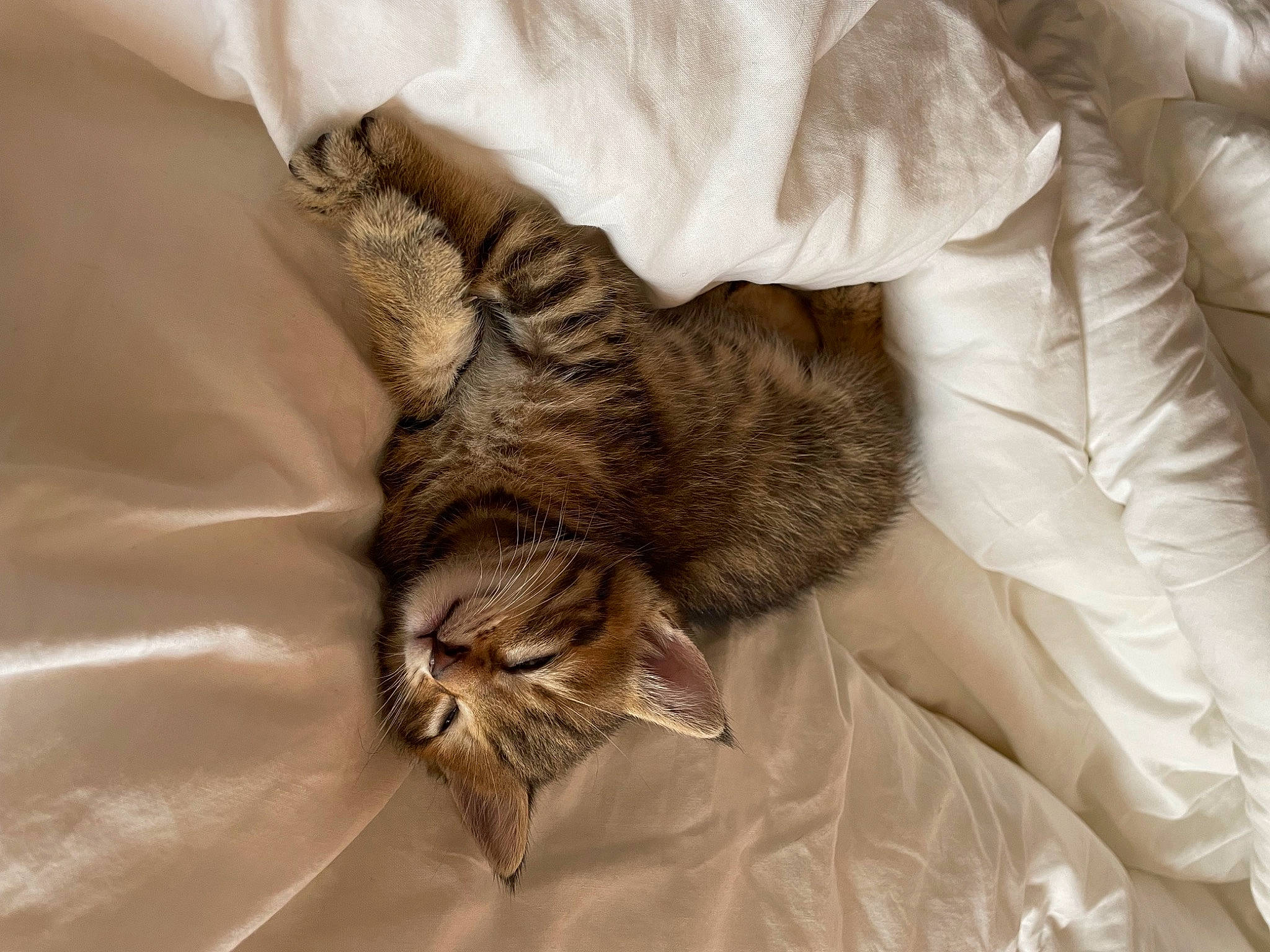 Goutte participe au concours pour gagner de l'argent avec cette photo : bed_sheet, bedding, brown, carnivore, cat, claw, comfort, domestic_short_haired_cat, duvet, felidae, fur, gesture, linens, nap, sleep, small_to_medium_sized_cats, whiskers