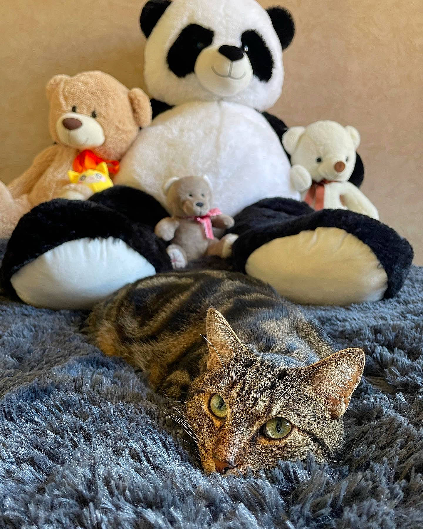 Mizu participe au concours pour gagner de l'argent avec cette photo : animal_figure, carnivore, cat, comfort, domestic_short_haired_cat, felidae, fur, mammal, organ, panda, plush, small_to_medium_sized_cats, snout, stuffed_toy, tail, terrestrial_animal, textile, toy, vertebrate, whiskers