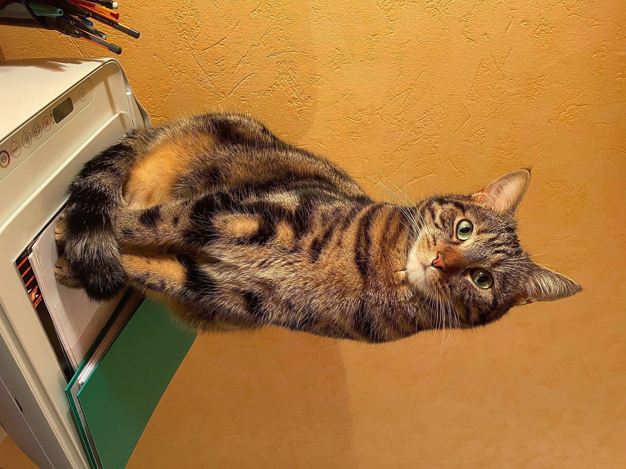 Mizu participe au concours pour gagner de l'argent avec cette photo : art, carnivore, cat, claw, comfort, domestic_short_haired_cat, felidae, flooring, fur, paw, small_to_medium_sized_cats, snout, tail, terrestrial_animal, whiskers, wood