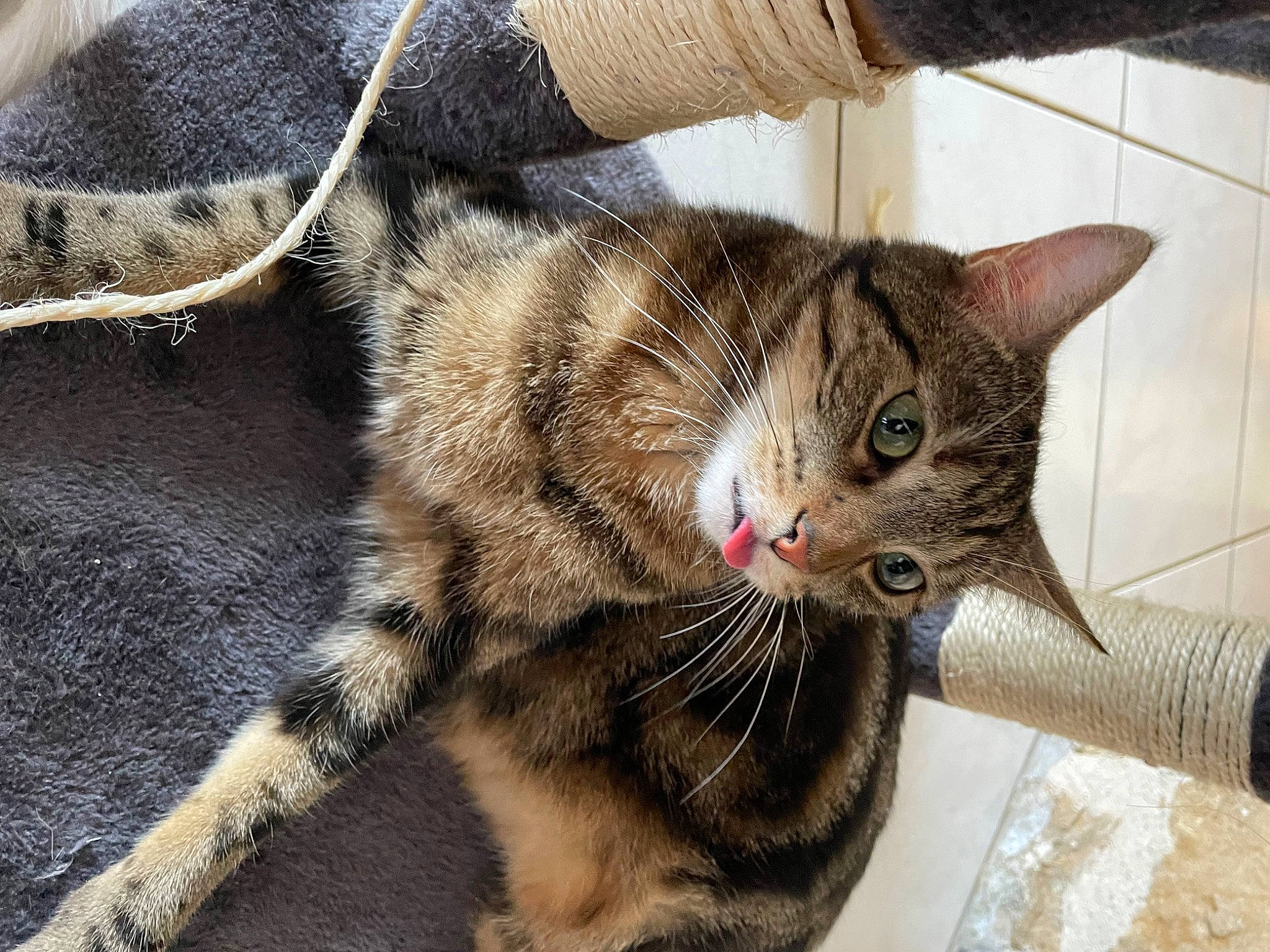 Mizu a rejoint le concours — aidez-le/la à gagner de superbes lots ! carnivore, cat, claw, domestic_short_haired_cat, eye, fawn, felidae, foot, fur, grass, paw, sitting, small_to_medium_sized_cats, snout, tail, terrestrial_animal, whiskers