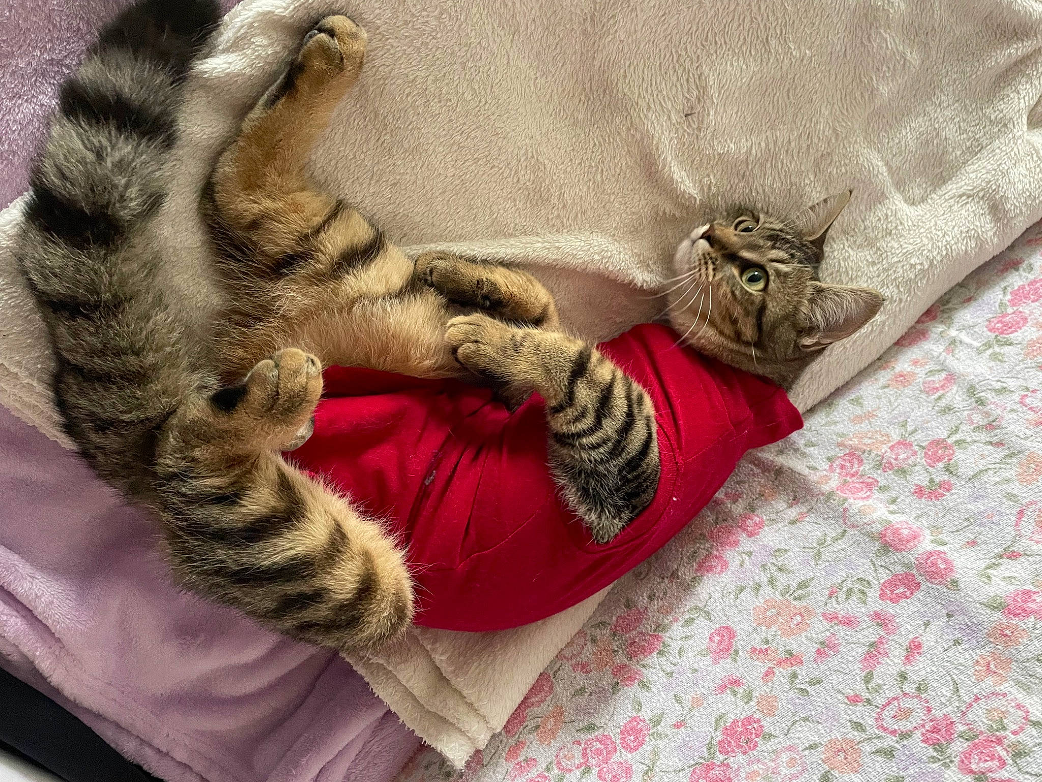 Hoshi a rejoint le concours — aidez-le/la à gagner de superbes lots ! carnivore, carpet, cat, claw, comfort, domestic_short_haired_cat, fawn, felidae, foot, fur, grey, human_leg, linens, nap, pattern, paw, small_to_medium_sized_cats, tail, textile, whiskers