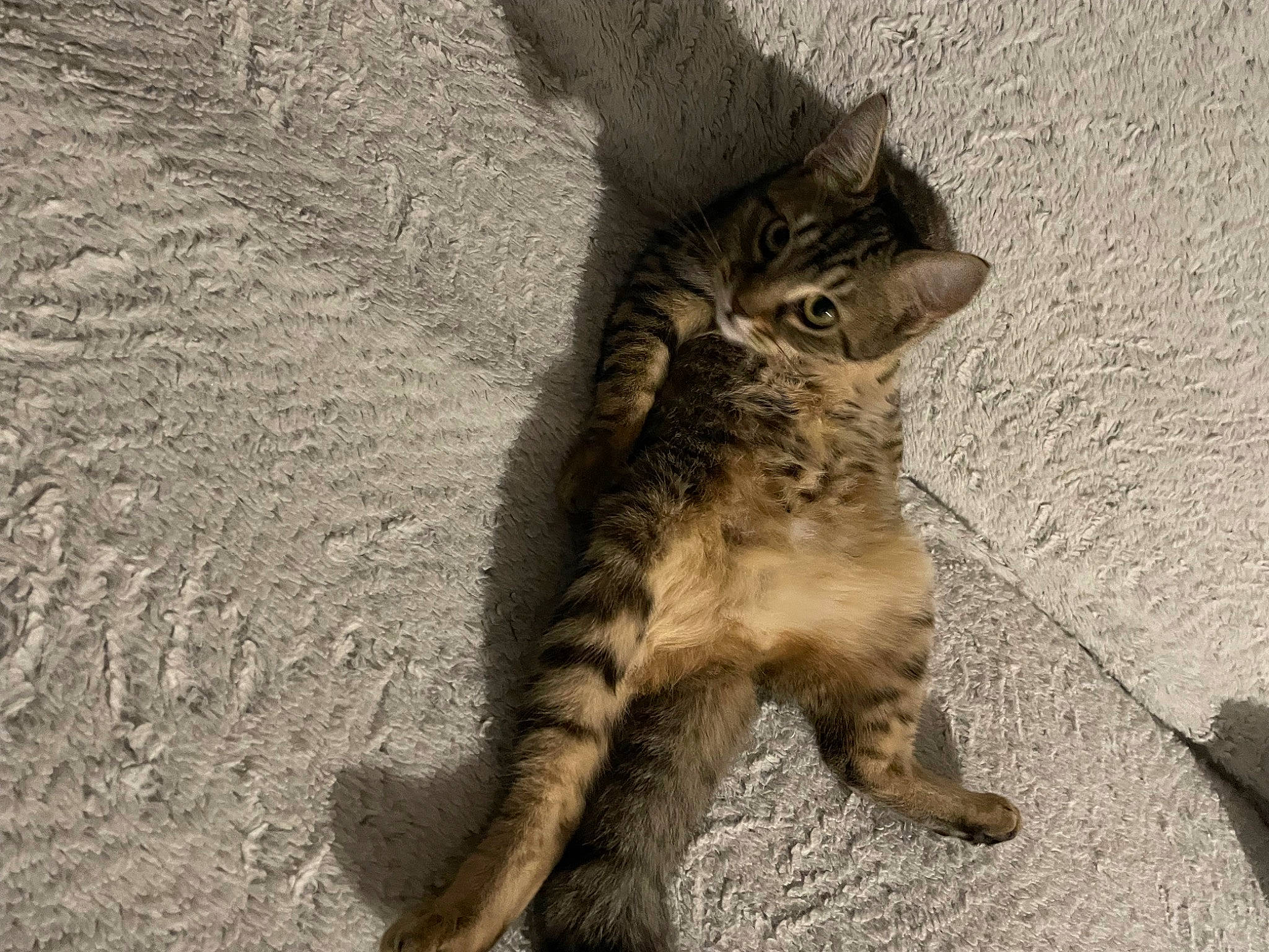 Hoshi participe au concours pour gagner de l'argent avec cette photo : carnivore, cat, claw, domestic_short_haired_cat, felidae, fur, organism, paw, small_to_medium_sized_cats, snout, tail, terrestrial_animal, whiskers, wildlife