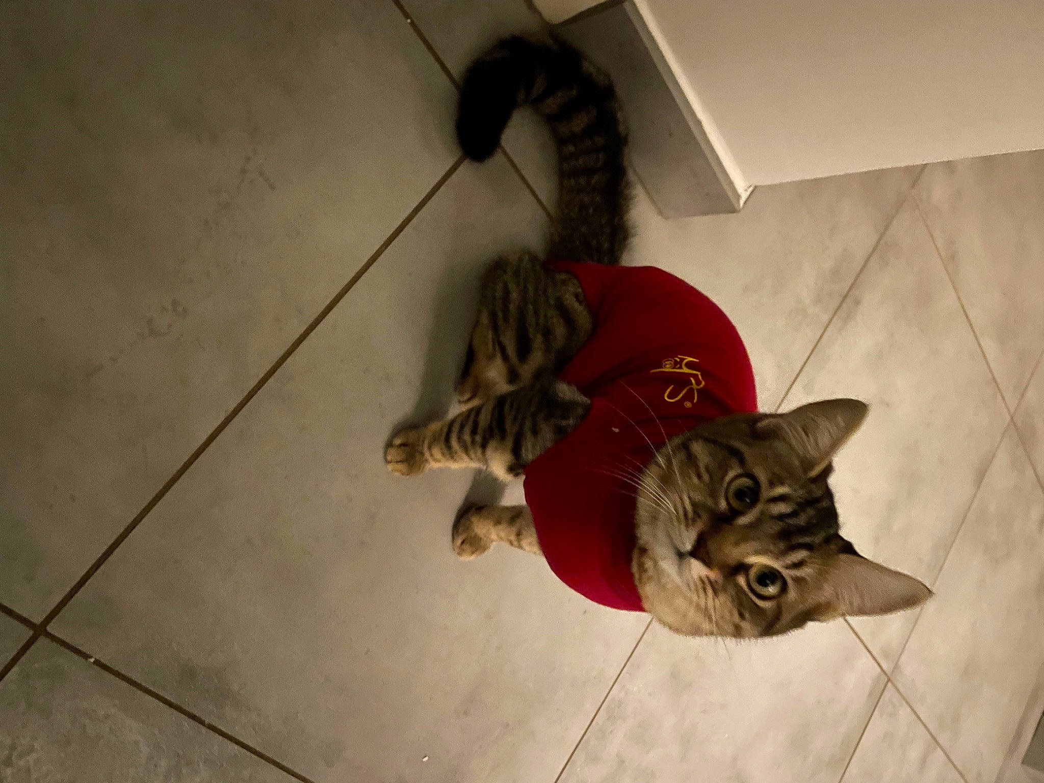 Hoshi a rejoint le concours — aidez-le/la à gagner de superbes lots ! carnivore, cat, ceiling, comfort, domestic_short_haired_cat, door, fawn, felidae, floor, flooring, fur, hardwood, human_leg, paw, room, selfie, small_to_medium_sized_cats, tail, whiskers, wood