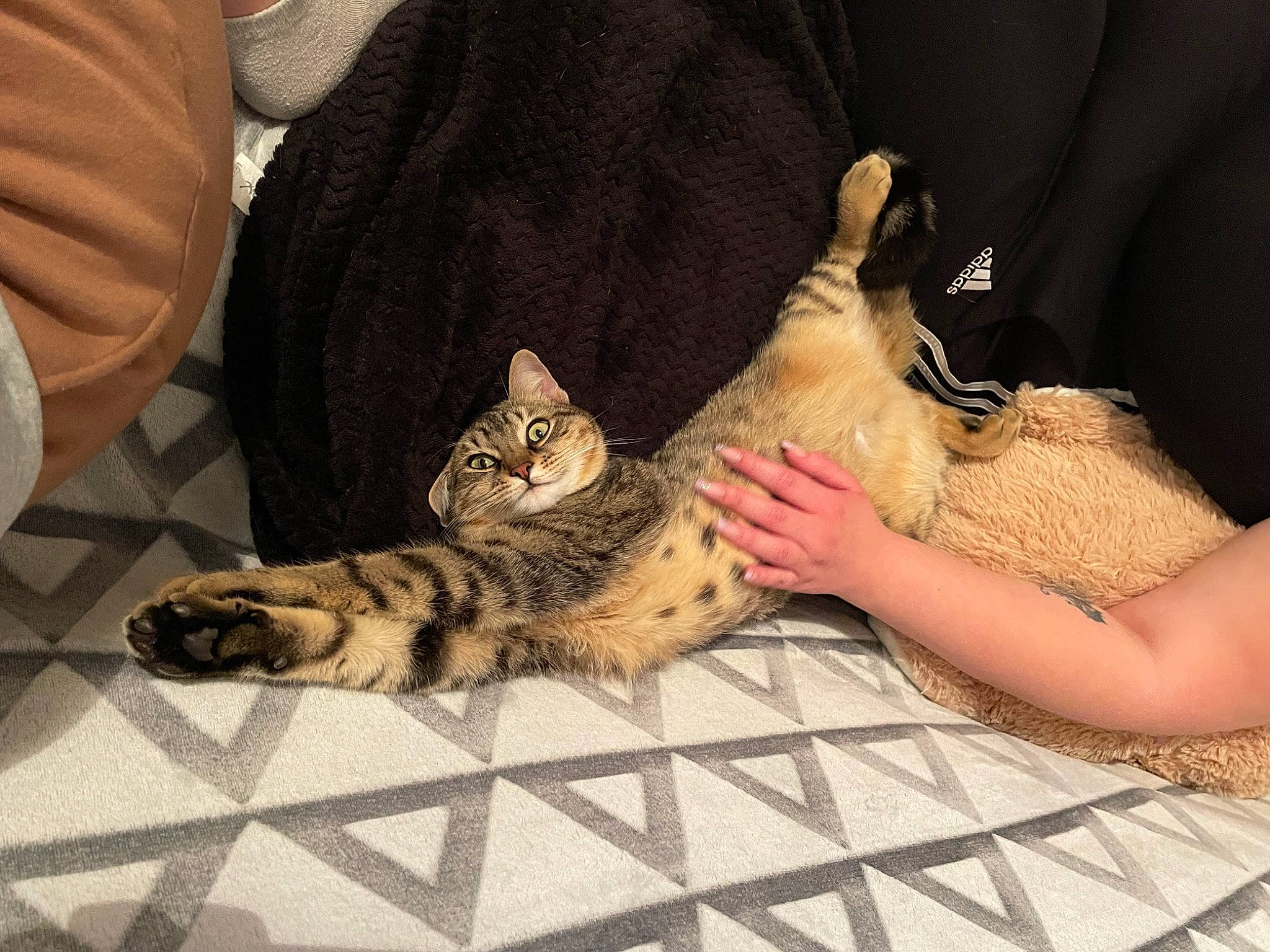 Hoshi participe au concours pour gagner de l'argent avec cette photo : bed, carnivore, cat, claw, comfort, domestic_short_haired_cat, fawn, felidae, flooring, fur, human_leg, lap, nail, nap, paw, sitting, small_to_medium_sized_cats, snout, tail, whiskers