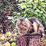 Cookie participe au concours pour gagner de l'argent avec cette photo : cat, tree_stump, greenery, leaves, outdoor, nature, furry, pet, animal, garden, brown, grey, fluffy, wildlife, plant, autumn, resting, mammal, feline, bush