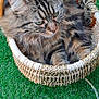 cat, tabby_cat, basket, woven, grass, outdoor, pet, fur, animal, cozy, relaxed, green, nature, whiskers, ears, cute, domestic_animal, resting, fluffy, feline