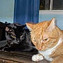 Garfield is registered to the contest to win money with this photo: cat, black_cat, orange_cat, indoor, table, wooden_table, curtain, window, pet, animal, fur, whiskers, paw, relaxed, closeup, domestic_cat, two_cats, feline, resting, household