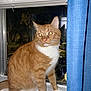 Garfield joined the competition — help win amazing prizes! cat, orange_cat, white_paws, windowsill, window, night, curtain, blue_curtain, indoor, pet, feline, animal, whiskers, ears, sitting, looking_away, flash, reflection, domestic_cat, curious
