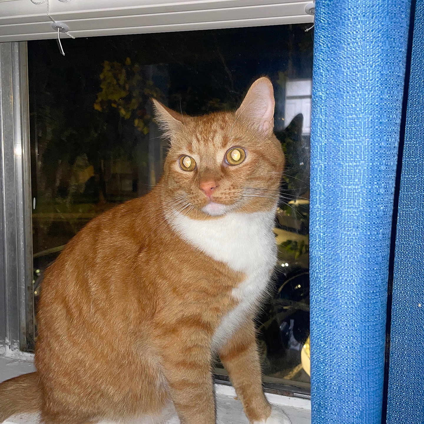 Garfield joined the competition — help win amazing prizes! animal, blue_curtain, cat, curious, curtain, domestic_cat, ears, feline, flash, indoor, looking_away, night, orange_cat, pet, reflection, sitting, whiskers, white_paws, window, windowsill