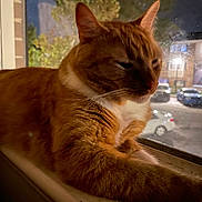 Garfield joined the competition — help win amazing prizes! cat, orange_tabby, windowsill, night, indoor, window, animal, pet, relaxed, feline, fur, whiskers, domestic_cat, home, resting, blurred_background, car, tree, suburb, quiet