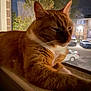 cat, orange_tabby, windowsill, night, indoor, window, animal, pet, relaxed, feline, fur, whiskers, domestic_cat, home, resting, blurred_background, car, tree, suburb, quiet