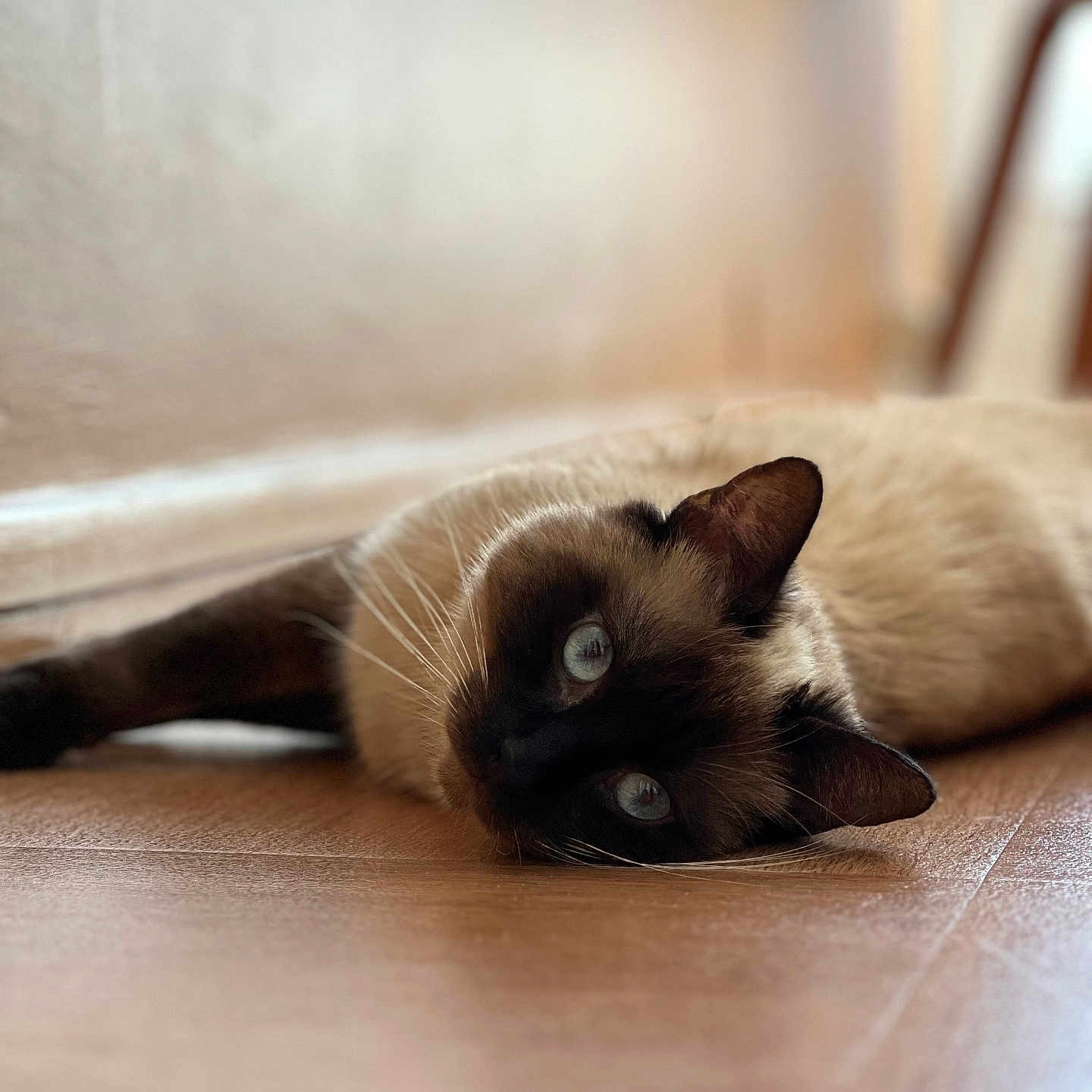 Utopi participe au concours pour gagner de l'argent avec cette photo : animal, blue_eyes, cat, close_up, cute, domestic, ears, floor, fur, head, indoor, lying_down, mammal, pet, portrait, relaxed, siamese_cat, soft_light, whiskers, wooden_floor