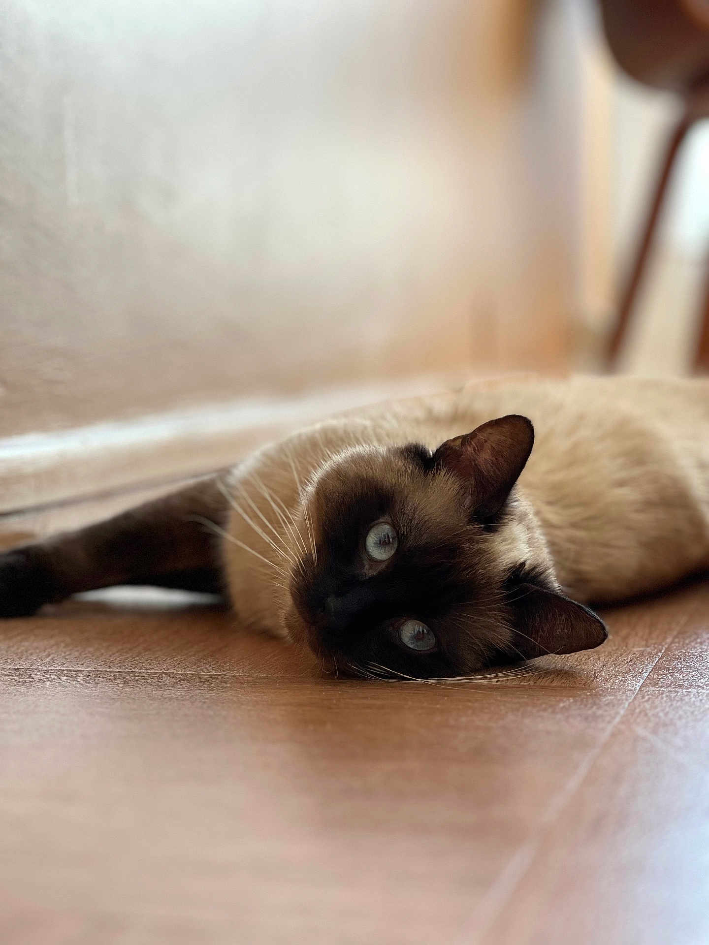 Utopi participe au concours pour gagner de l'argent avec cette photo : cat, siamese_cat, pet, animal, indoor, floor, wooden_floor, blue_eyes, fur, whiskers, relaxed, lying_down, close_up, cute, domestic, portrait, mammal, head, ears, soft_light