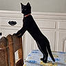 black_cat, cat, animal, pet, kitten, collar, standing, stretching, balancing, indoor, dining_room, table, chair, cabinet, furniture, tablecloth, patterned, portrait, black_fur, bright_eyes