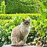 cat, animal, pet, fluffy, outdoor, greenery, foliage, nature, sitting, portrait, cute, fur, leaf, plant, garden, daylight, wildlife, mammal, whiskers, eyes