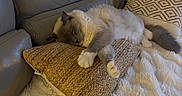 Jude participe au concours pour gagner de l'argent avec cette photo : cat, sleeping, pillow, blanket, couch, indoor, pet, fur, cozy, relaxing, home, furniture, leather, decor, animal, resting, comfortable, fluffy, tabby, soft