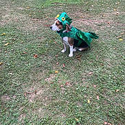 Baylee is registered to the contest to win money with this photo: animal, autumn_leaves, beagle, costume, cute, dog, dragon_costume, grass, green_costume, halloween_costume, headwear, lawn, leash, outdoors, pet, pet_accessory, portrait, red_leash, sitting, yard