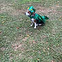 animal, autumn_leaves, beagle, costume, cute, dog, dragon_costume, grass, green_costume, halloween_costume, headwear, lawn, leash, outdoors, pet, pet_accessory, portrait, red_leash, sitting, yard