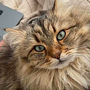 Whiskey joined the competition — help win amazing prizes! adorable, bedding, cat, close_up, cozy, domestic_cat, ear, face, feline, fluffy, fur, green_eyes, indoor, long_hair, nose, pet, portrait, relaxed, tabby, whiskers