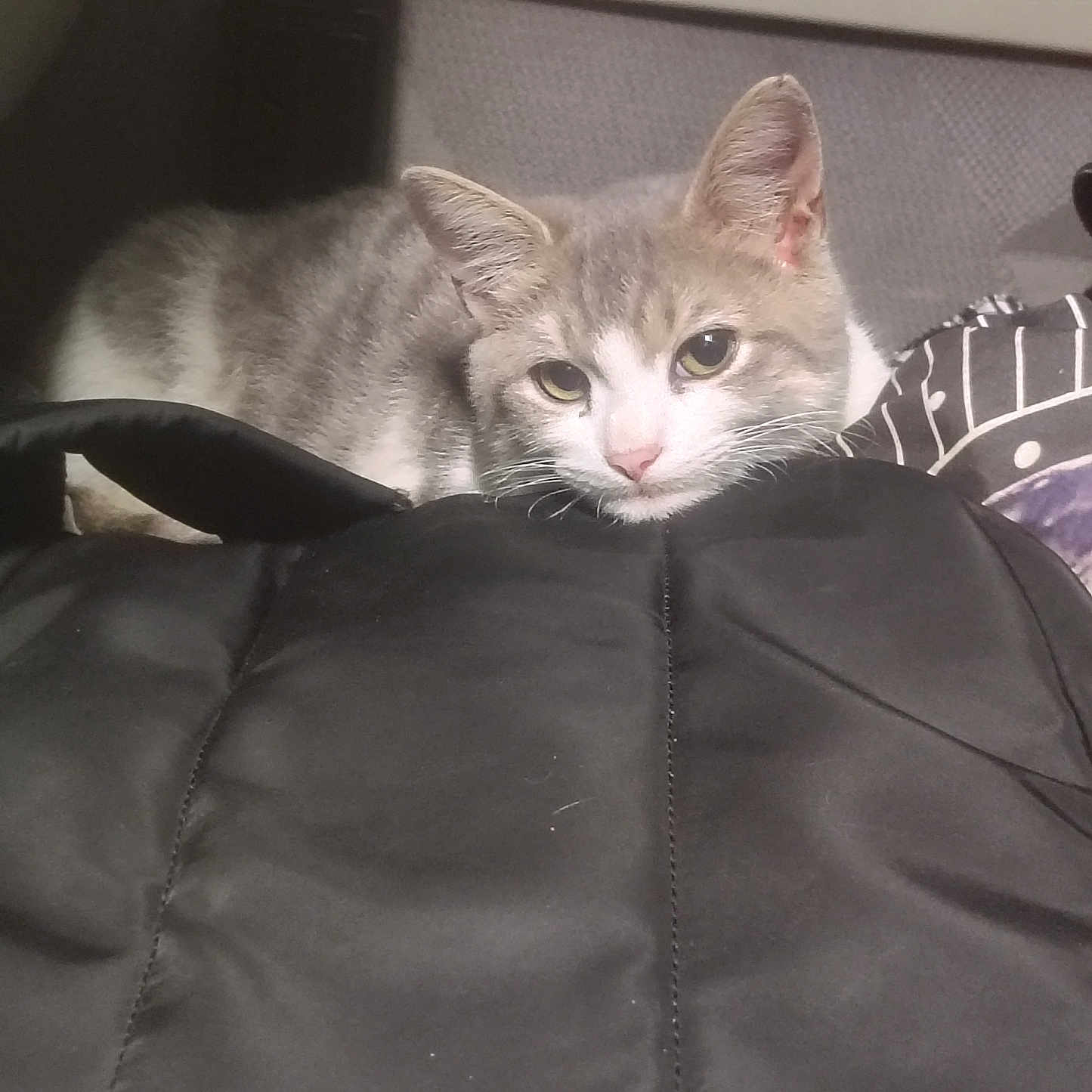 Shopkhat joined the competition — help win amazing prizes! animal, black_surface, calm, cat, close_up, cozy, ears, face, feline, fur, gray_cat, indoor, looking_at_camera, pet, quiet, relaxed, resting, soft_texture, whiskers, white_cat