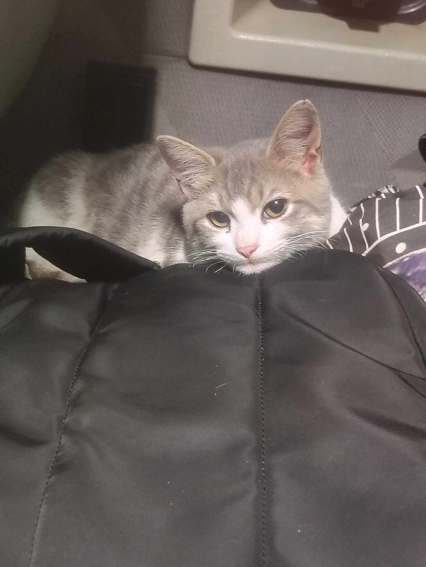 Shopkhat joined the competition — help win amazing prizes! animal, black_surface, calm, cat, close_up, cozy, ears, face, feline, fur, gray_cat, indoor, looking_at_camera, pet, quiet, relaxed, resting, soft_texture, whiskers, white_cat