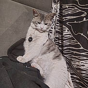 Shopkhat joined the competition — help win amazing prizes! animal, cat, collar, cozy, curtain, cute, ears, fabric, feline, fur, home, indoor, pattern, paw, pet, relaxed, resting, sleepy, tag, whiskers