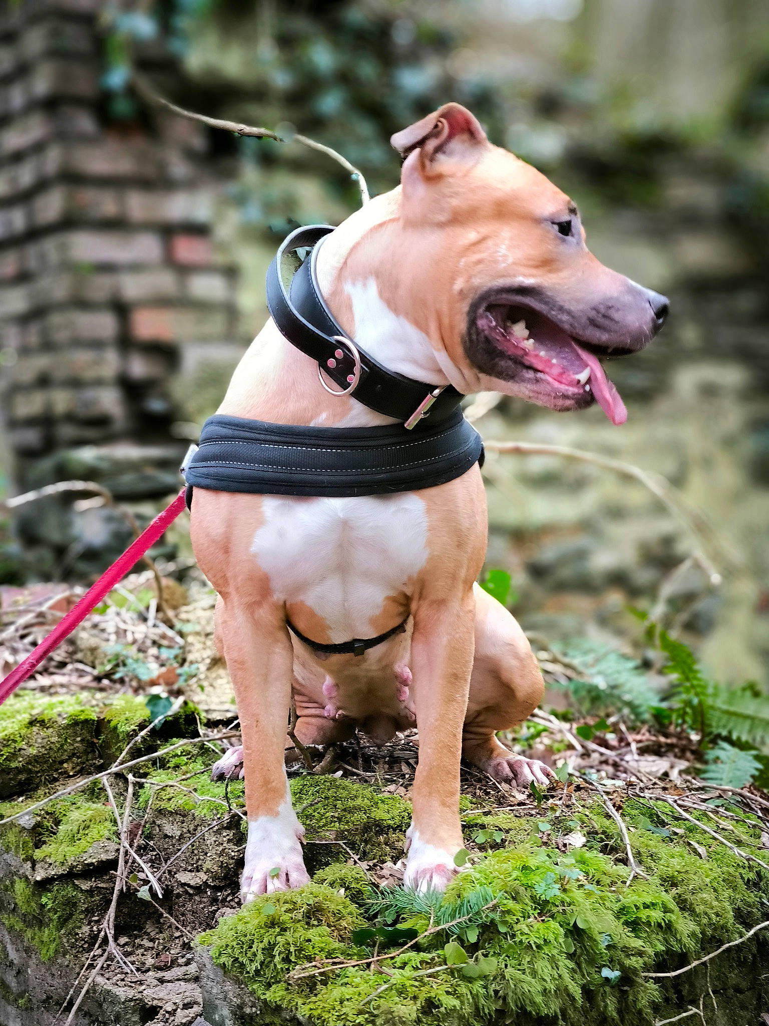 Cynda participe au concours pour gagner de l'argent avec cette photo : canidae, carnivore, collar, companion_dog, dog, dog_breed, dog_clothes, dog_collar, dog_supply, fashion_accessory, fawn, grass, leash, pet_supply, plant, snout, sporting_group, tail, terrestrial_animal, working_animal