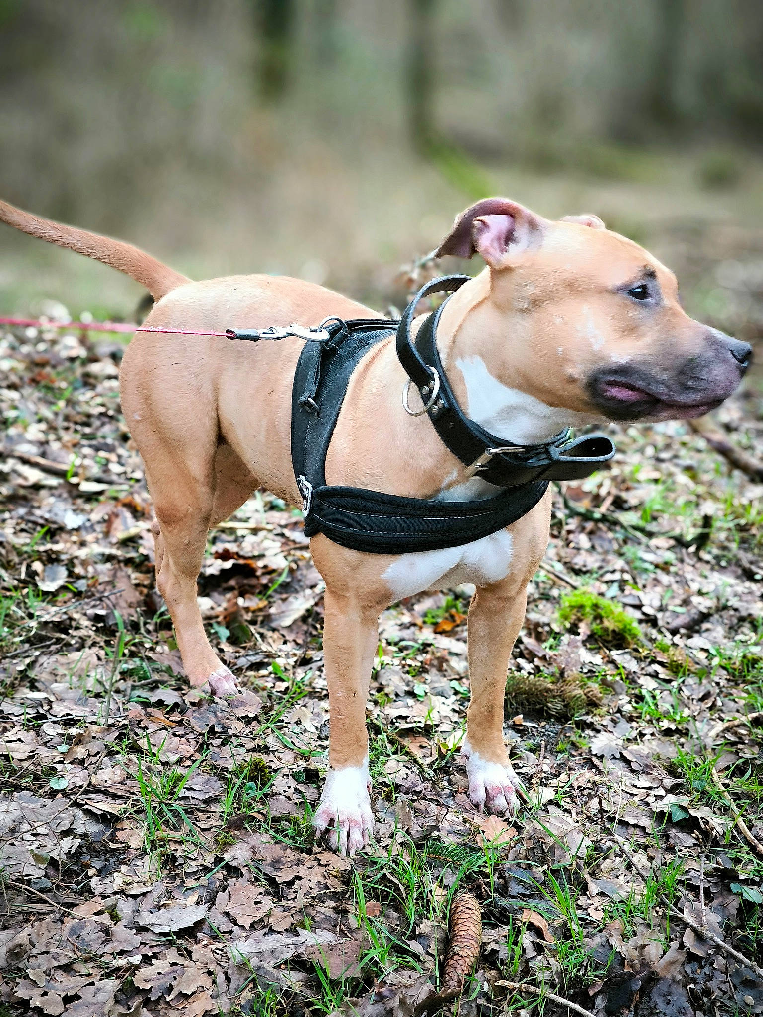 Cynda participe au concours pour gagner de l'argent avec cette photo : adventure, carnivore, collar, companion_dog, dog, dog_breed, dog_clothes, dog_collar, dog_supply, fashion_accessory, fawn, grass, leash, pet_supply, plant, snout, soil, sporting_group, wood, working_animal