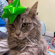 Miracle is registered to the contest to win money with this photo: animal, blurred_background, carpet, cat, close_up, domestic_animal, ears, face, feline, fluffy_fur, furniture, gray_cat, green_bow, hand_holding_cat, home, indoor, person_in_background, pet, whiskers, yellow_eyes