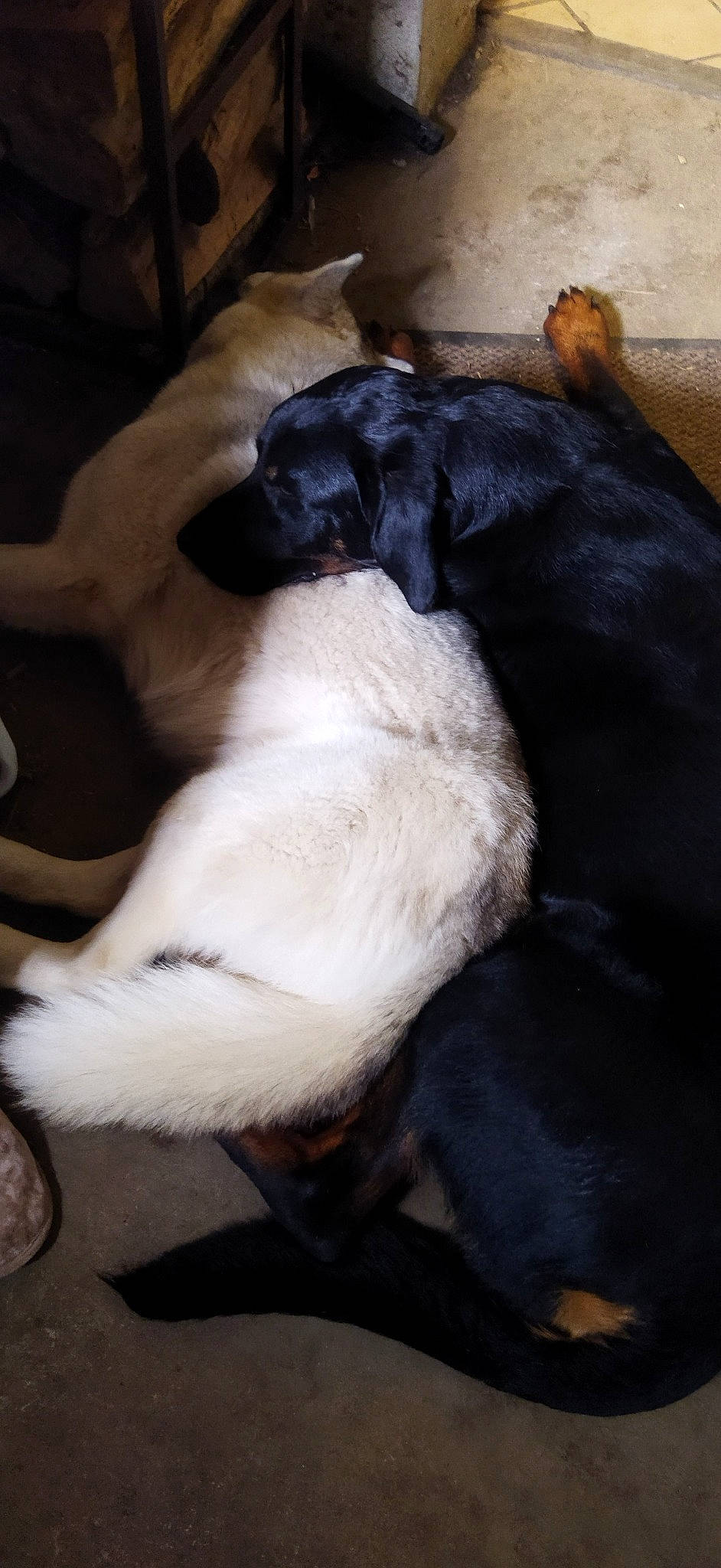 Syrius participe au concours pour gagner de l'argent avec cette photo : canidae, carnivore, comfort, companion_dog, dog, dog_breed, fawn, fur, guard_dog, nap, paw, sleep, snout, sporting_group, tail, terrestrial_animal, tints_and_shades, toy_dog, whiskers, working_animal