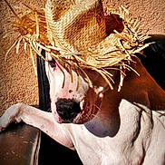 Diesel participe au concours pour gagner de l'argent avec cette photo : dog, straw_hat, animal, pet, white_dog, relaxed, sunlight, shadow, texture, wall, chair, casual, closeup, portrait, domestic_animal, cute, sitting, outdoor, hat, funny