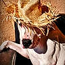 dog, straw_hat, animal, pet, white_dog, relaxed, sunlight, shadow, texture, wall, chair, casual, closeup, portrait, domestic_animal, cute, sitting, outdoor, hat, funny
