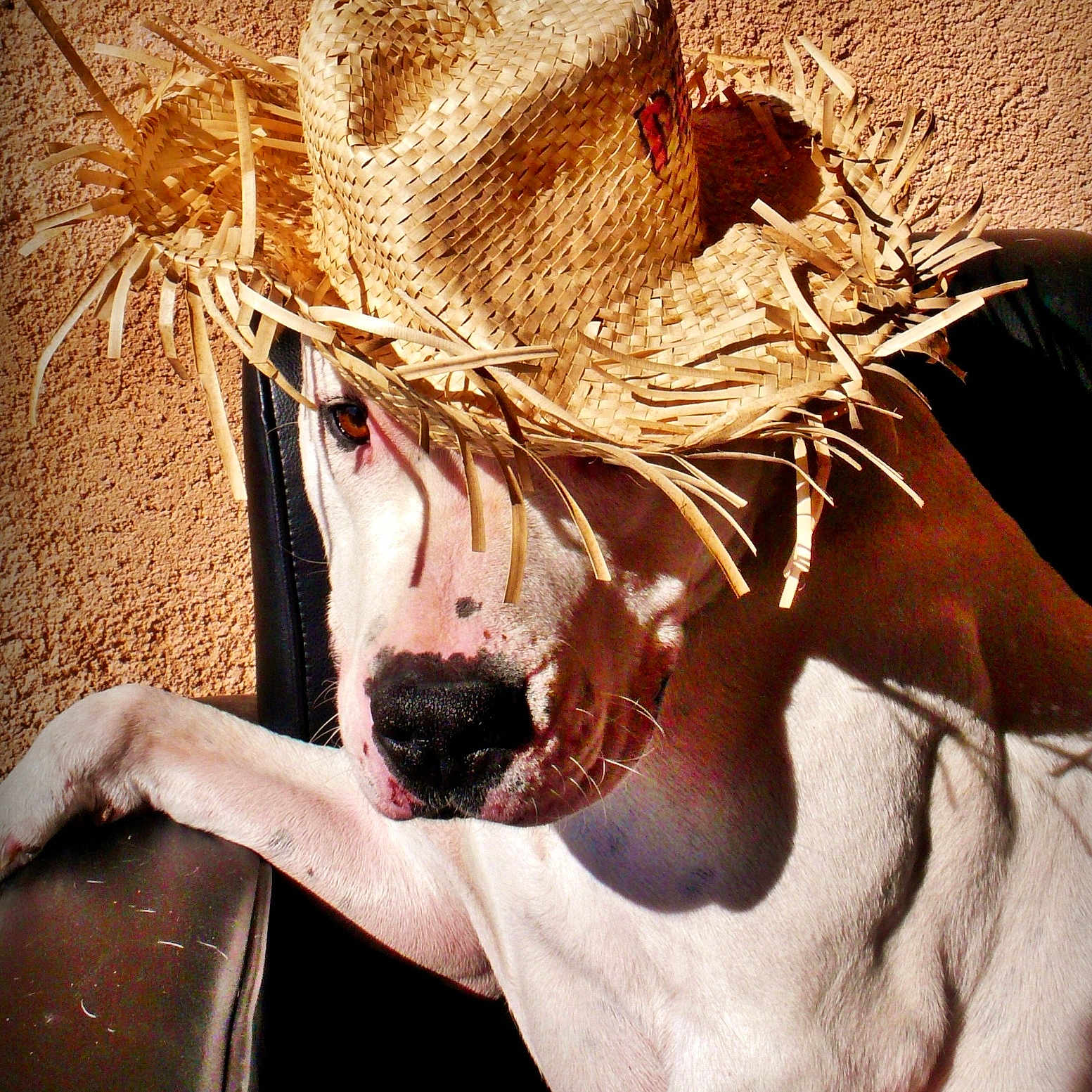 Diesel participe au concours pour gagner de l'argent avec cette photo : dog, straw_hat, animal, pet, white_dog, relaxed, sunlight, shadow, texture, wall, chair, casual, closeup, portrait, domestic_animal, cute, sitting, outdoor, hat, funny