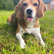 Jessica Cathalan participe au concours pour gagner de l'argent avec cette photo : animal, beagle, brown, canine, closeup, daylight, dog, ears, focused, fur, grass, happy, lying_down, muzzle, nature, outdoor, pet, portrait, tongue, white