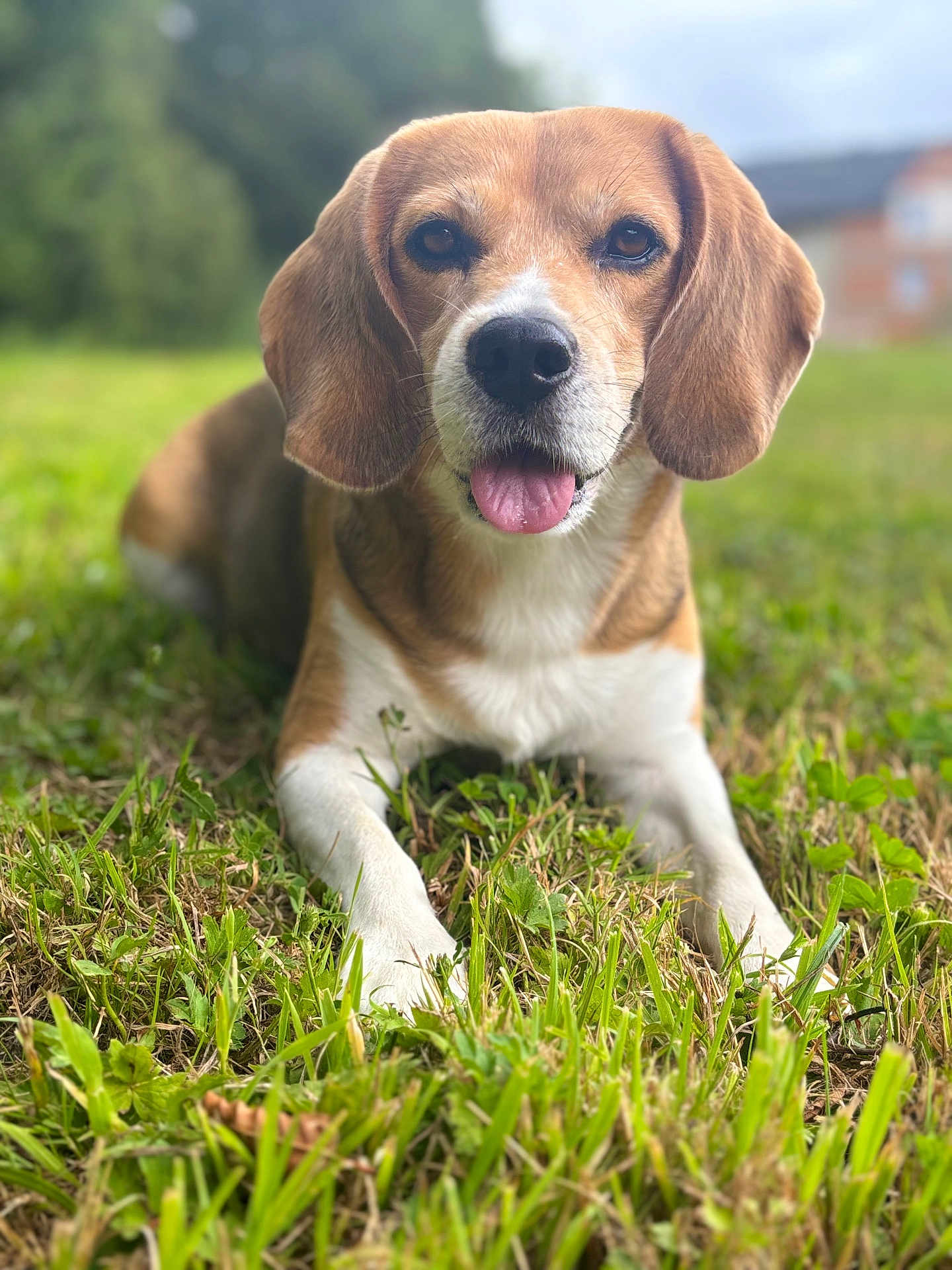 Jessica Cathalan participe au concours pour gagner de l'argent avec cette photo : animal, beagle, brown, canine, closeup, daylight, dog, ears, focused, fur, grass, happy, lying_down, muzzle, nature, outdoor, pet, portrait, tongue, white