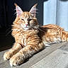 cat, orange_cat, ginger_cat, fluffy, longhaired, feline, pet, animal, whiskers, ears, paws, lying_down, relaxed, portrait, sunlight, sunbeam, indoor, floor, wood_texture, dramatic_lighting