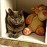 cat, plush_toy, monkey, gray_cat, pet, animal, sitting, shelf, indoor, home, toy, stuffed_animal, wood_floor, rug, green_spiral_toy, portrait, front_facing, whiskers, ears, funny