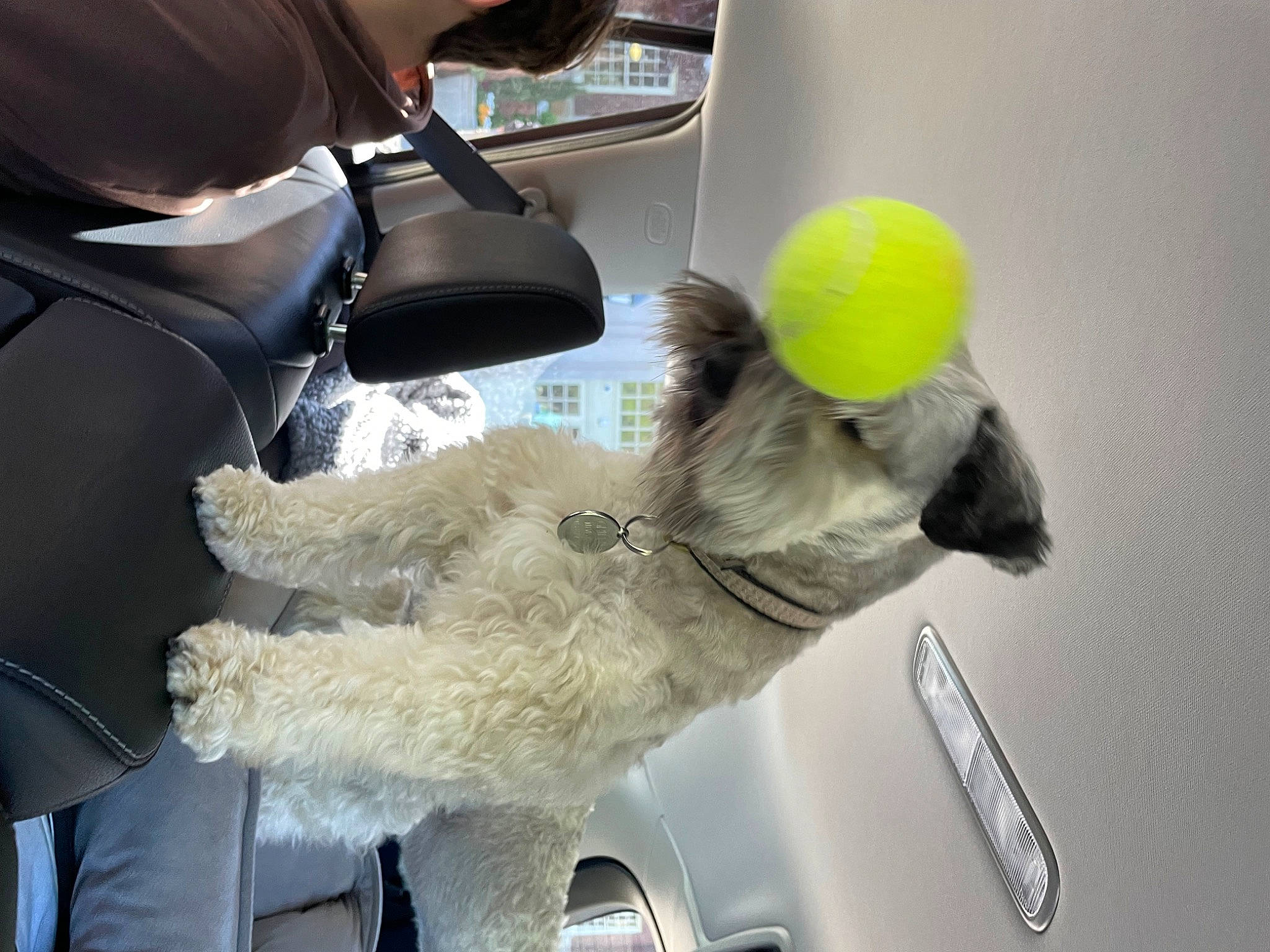 Griffin joined the competition — help win amazing prizes! auto_part, automotive_mirror, car_seat, car_seat_cover, carnivore, companion_dog, dog, dog_breed, eyewear, family_car, fur, head_restraint, personal_protective_equipment, seat_belt, snout, sporting_group, stuffed_toy, toy, toy_dog, vehicle_door