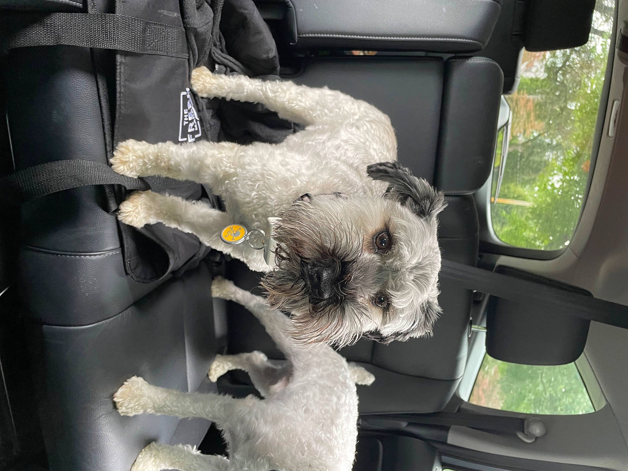 Griffin is registered to the contest to win money with this photo: auto_part, automotive_design, automotive_exterior, car, car_seat, car_seat_cover, carnivore, collar, companion_dog, dog_breed, family_car, motor_vehicle, seat_belt, snout, steering_wheel, stuffed_toy, toy, trunk, vehicle, vehicle_door