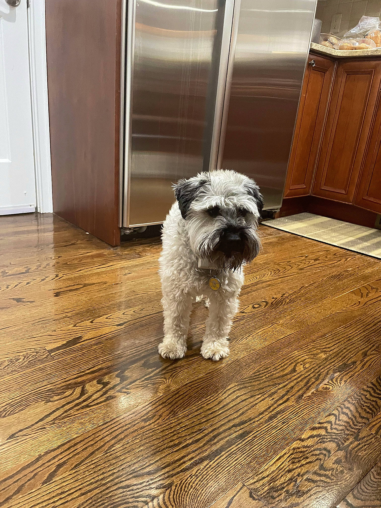 Griffin is registered to the contest to win money with this photo: canidae, carnivore, companion_dog, dog, dog_breed, door, floor, flooring, fur, hardwood, schnauzer, small_terrier, snout, sporting_group, terrier, toy_dog, water_dog, wood, wood_flooring, working_animal