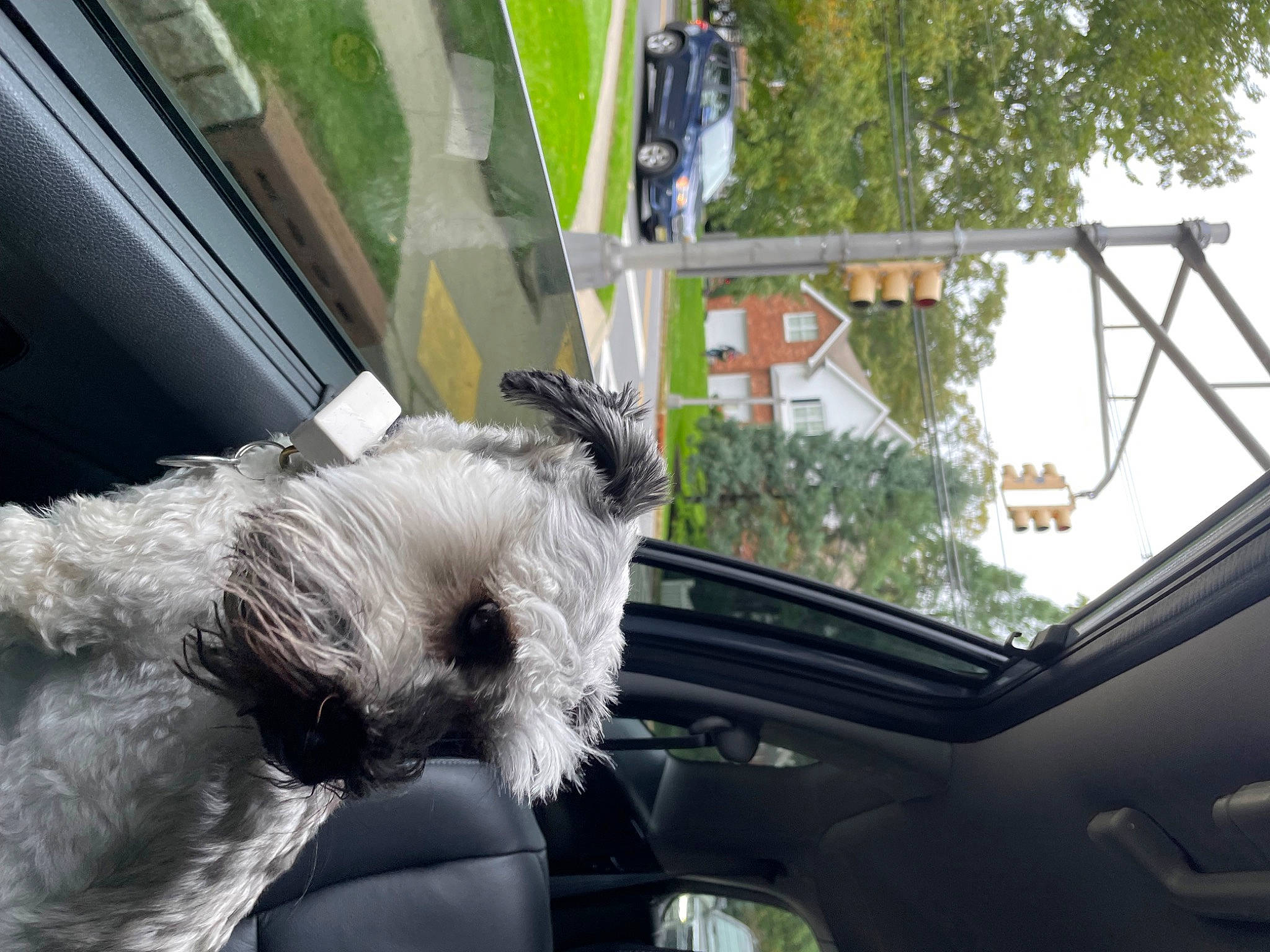 Griffin is registered to the contest to win money with this photo: auto_part, automotive_exterior, automotive_mirror, automotive_window_part, car, carnivore, companion_dog, dog, dog_breed, hood, motor_vehicle, plant, rear_view_mirror, snout, tree, vehicle, vehicle_door, window, windscreen_wiper, windshield
